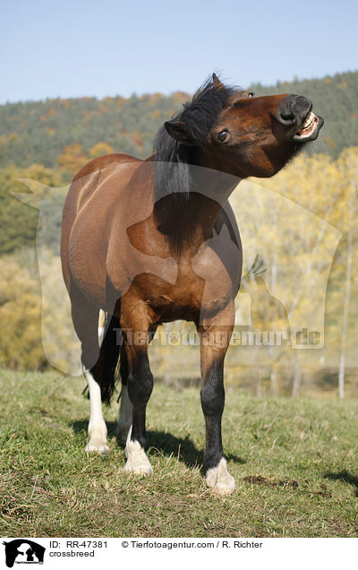 Islnder-Haflinger-Mix / crossbreed / RR-47381