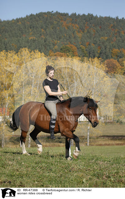 Frau reitet Islnder-Haflinger-Mix / woman rides crossbreed / RR-47388