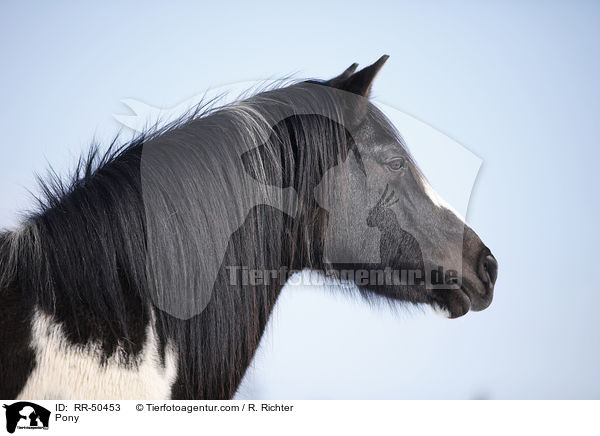 Pony / RR-50453