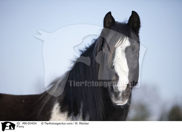 Pony / RR-50454