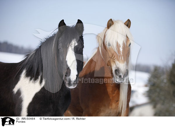 Ponies / RR-50464