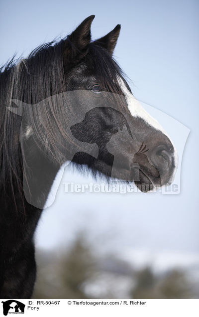 Pony / RR-50467