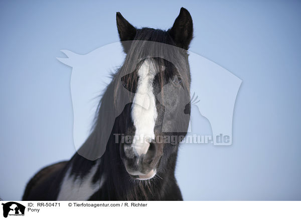 Pony / RR-50471