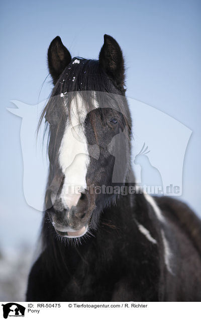 Pony / RR-50475