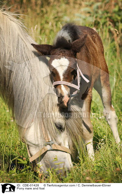 Pony mare and foal / CDE-01428