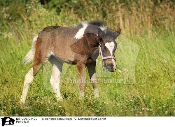 Pony foal / CDE-01429