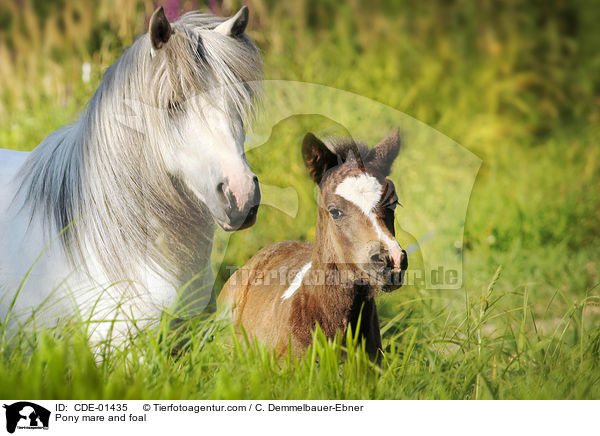 Pony mare and foal / CDE-01435