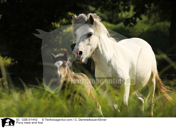 Pony mare and foal / CDE-01442