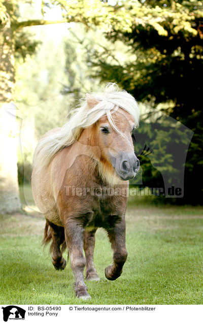 trabendes Pony / trotting Pony / BS-05490
