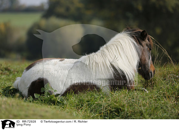 lying Pony / RR-72928
