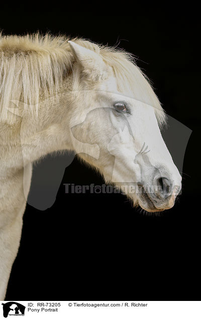 Pony Portrait / Pony Portrait / RR-73205