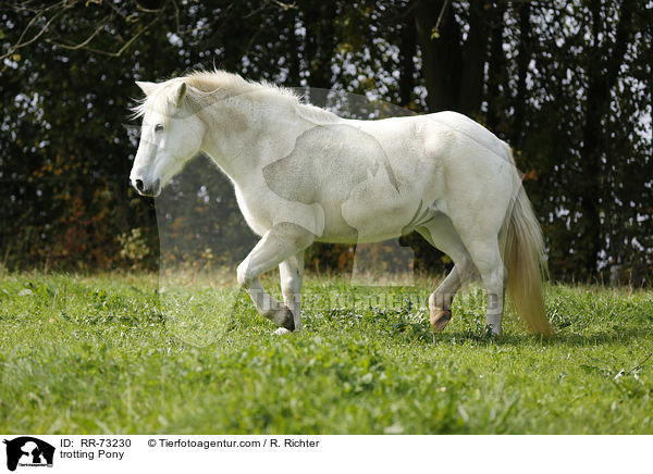trabendes Pony / trotting Pony / RR-73230