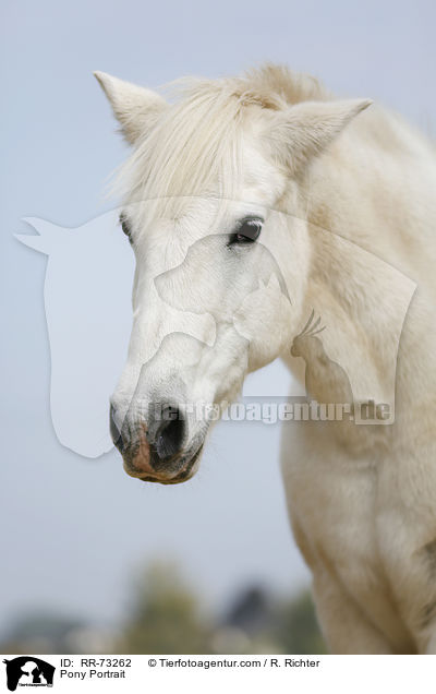 Pony Portrait / Pony Portrait / RR-73262