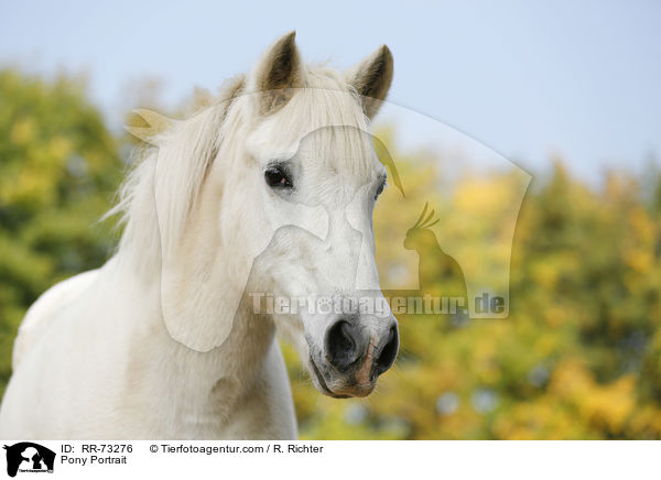 Pony Portrait / Pony Portrait / RR-73276