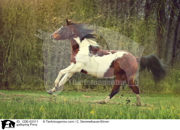 galloping Pony / CDE-02311