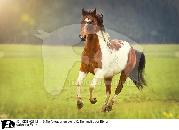 galloping Pony / CDE-02312