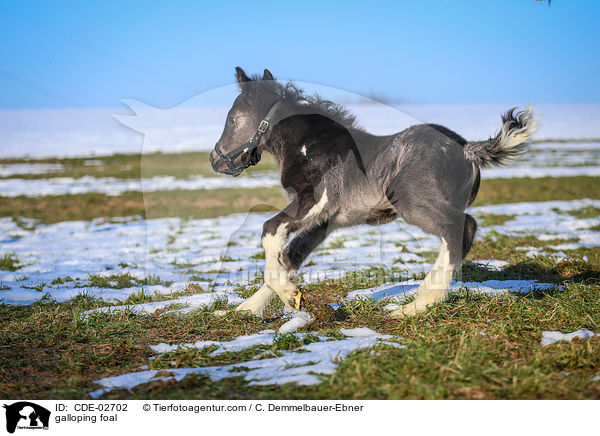 galloping foal / CDE-02702
