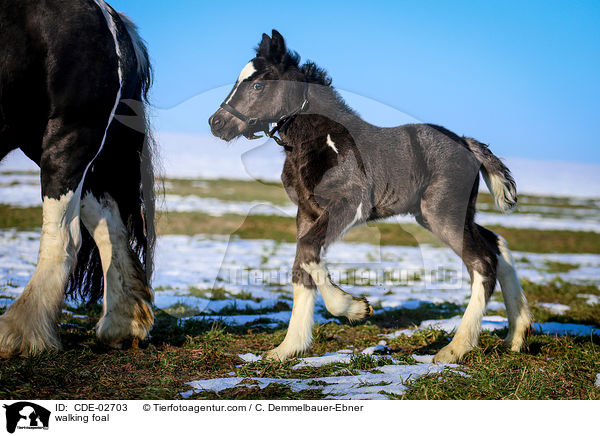 walking foal / CDE-02703