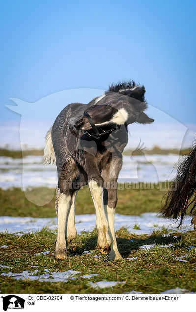 foal / CDE-02704