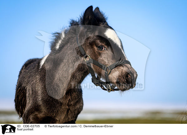 foal portrait / CDE-02705