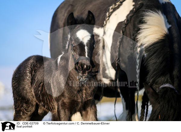 foal portrait / CDE-02709