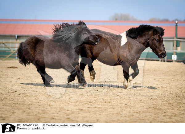 Ponies on paddock / MW-01920