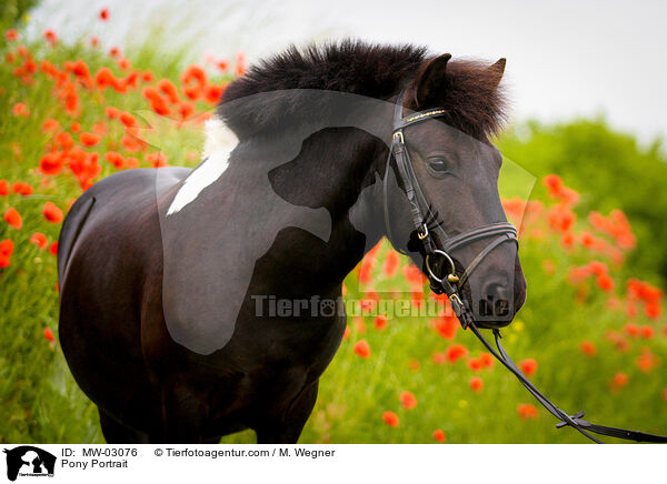 Pony Portrait / MW-03076