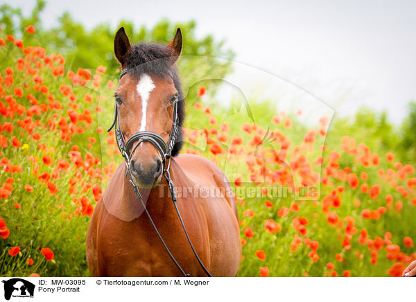 Pony Portrait / Pony Portrait / MW-03095