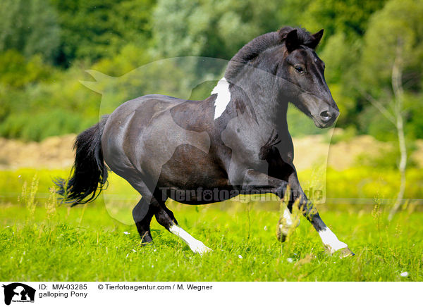 galloping Pony / MW-03285