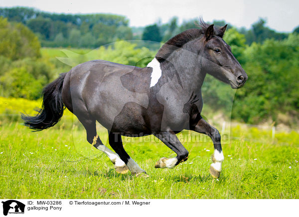 galloping Pony / MW-03286