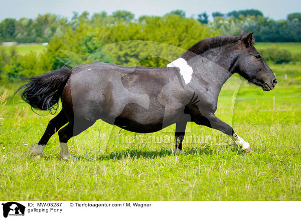 galloping Pony / MW-03287