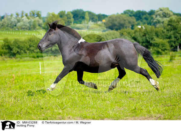 trotting Pony / MW-03288