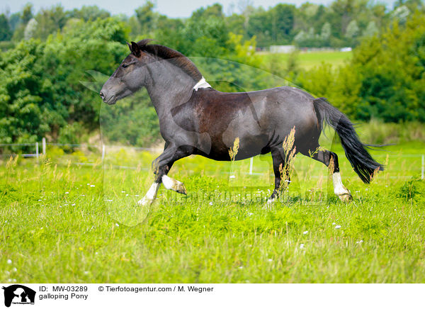 galloping Pony / MW-03289
