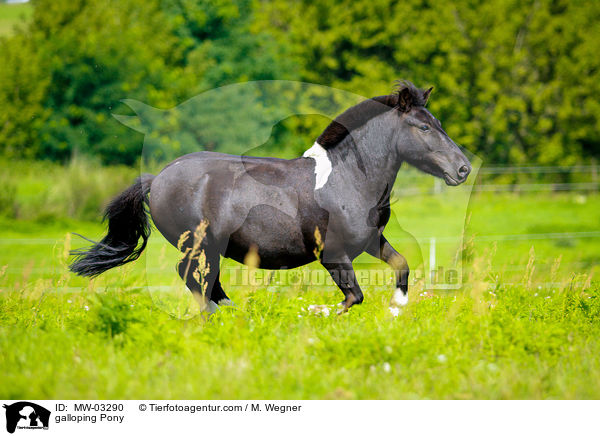 galloping Pony / MW-03290