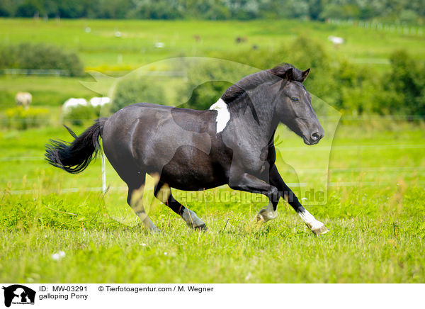 galloping Pony / MW-03291
