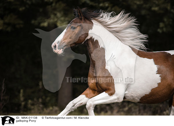 galloping Pony / MAK-01138