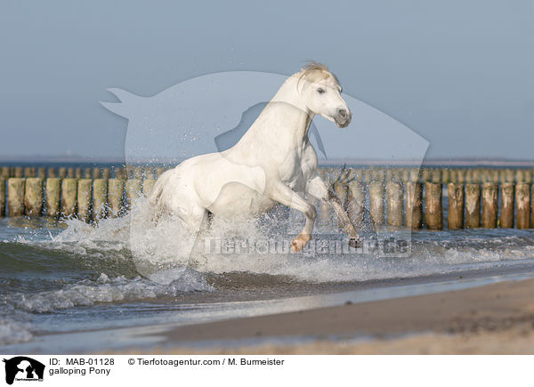 galoppierendes Pony / galloping Pony / MAB-01128