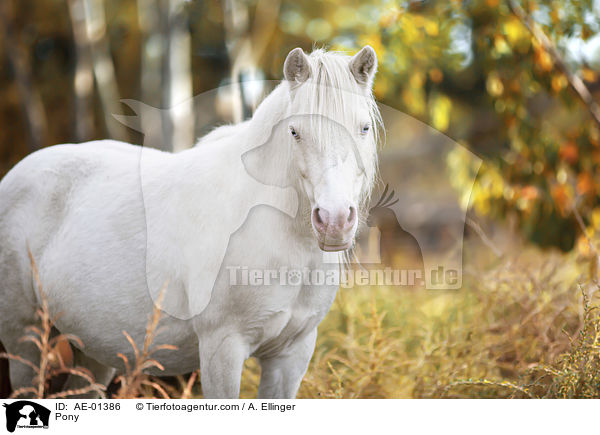 Pony / Pony / AE-01386