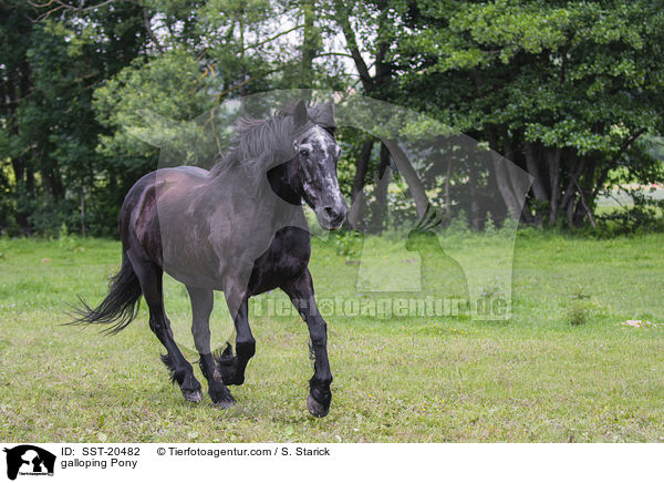 galloping Pony / SST-20482