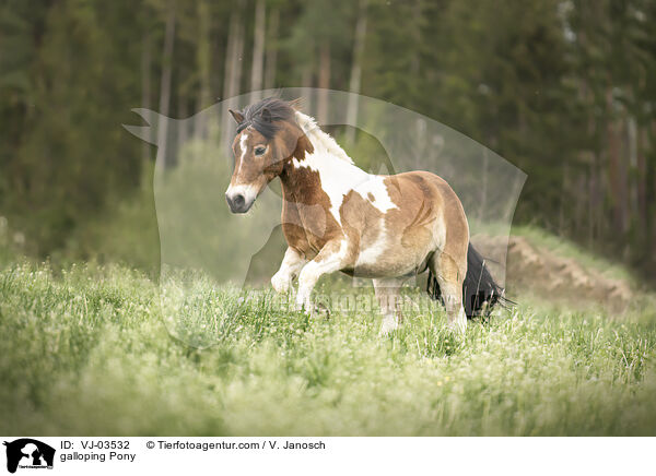 galloping Pony / VJ-03532