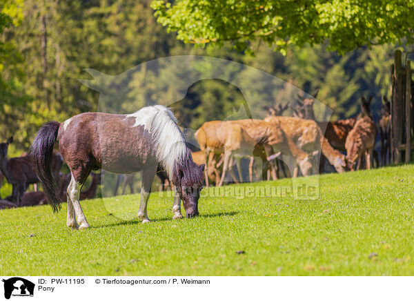 Pony / PW-11195