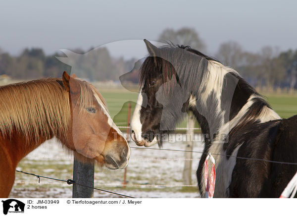 2 horses / JM-03949
