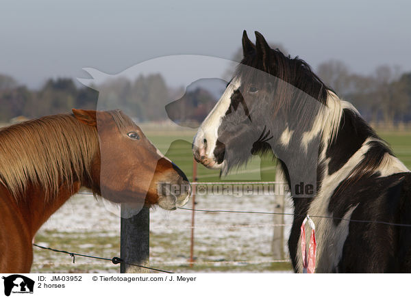 2 horses / JM-03952