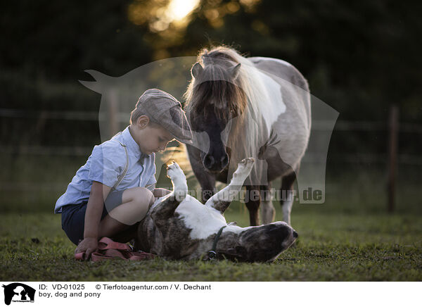 boy, dog and pony / VD-01025