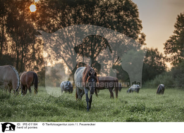 herd of ponies / IFE-01184