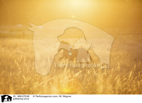 galloping pony / MW-27638