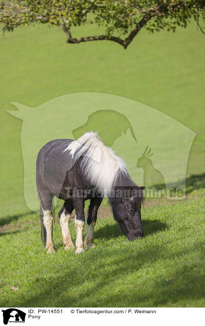 Pony / Pony / PW-14551