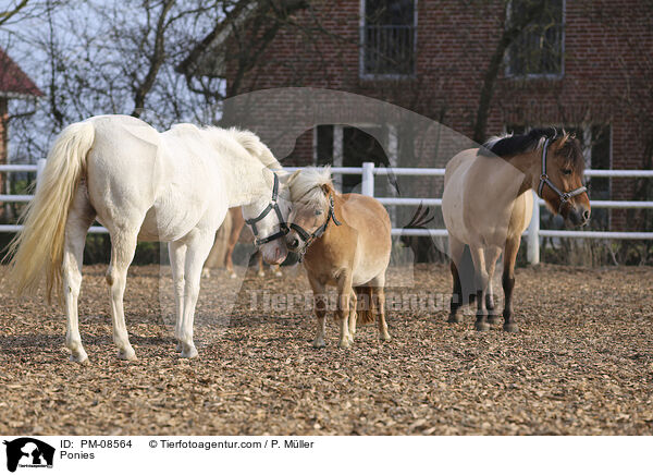 Ponies / PM-08564