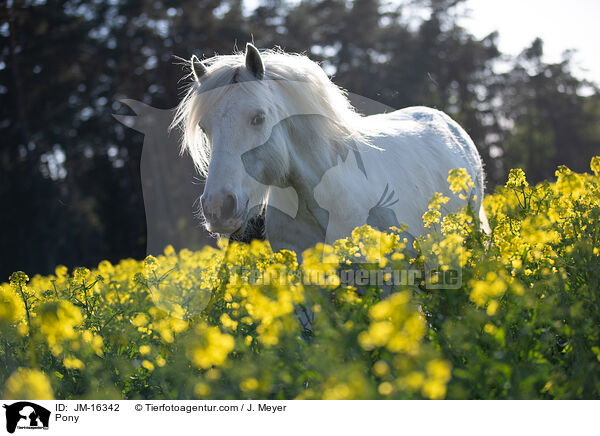 Pony / JM-16342