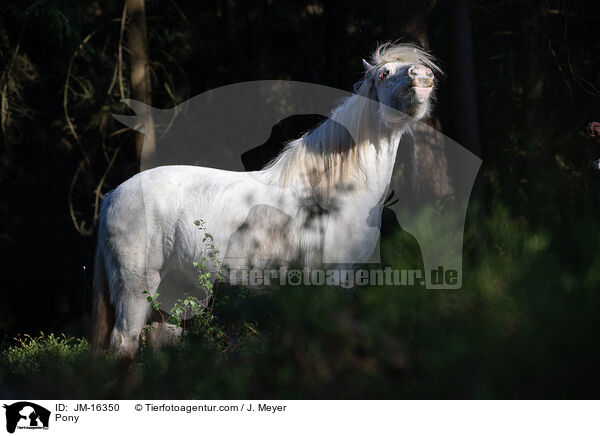 Pony / JM-16350